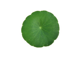ใบแว่นแก้ว พารามิเตอร์รูปภาพ 1